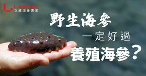 野生海參一定比養殖海參好?