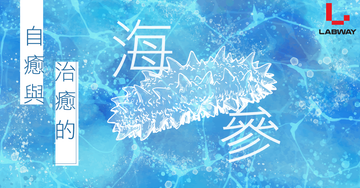 超自癒!讓海參治癒你身心❤️