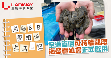 【全港首個可持續熱帶海參養殖場正式啟用】探究海參BB的養殖場生活日記📒