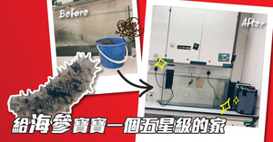 【Labway實驗室之日常】給海參寶寶一個五星級的家
