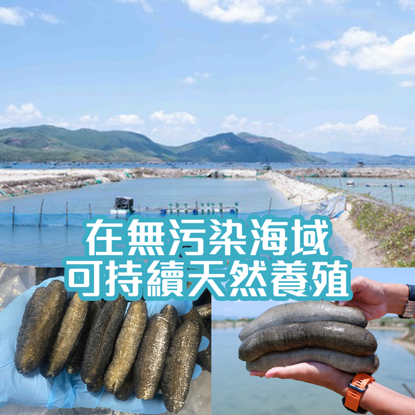 東南亞精品禿參 - 約19支/半斤 (約300克)